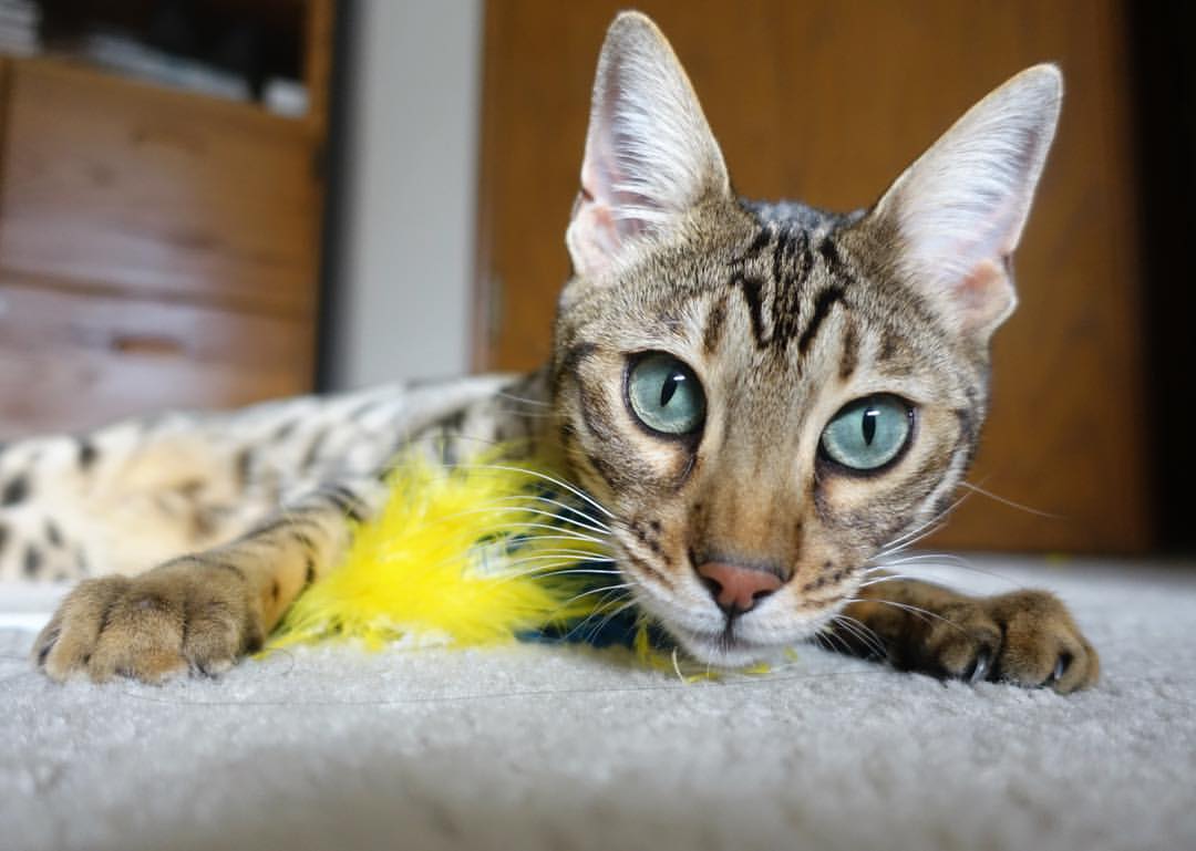 九游官网入口-NBA球队训练数据分析及战术调整，nba各球队队训