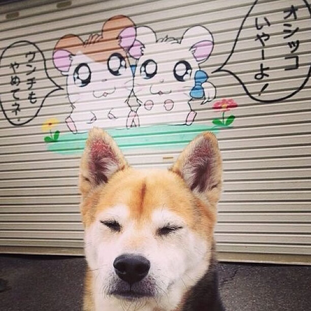 9游app-NBA联盟球员社群文化对职业归属感的影响，nba球队文化