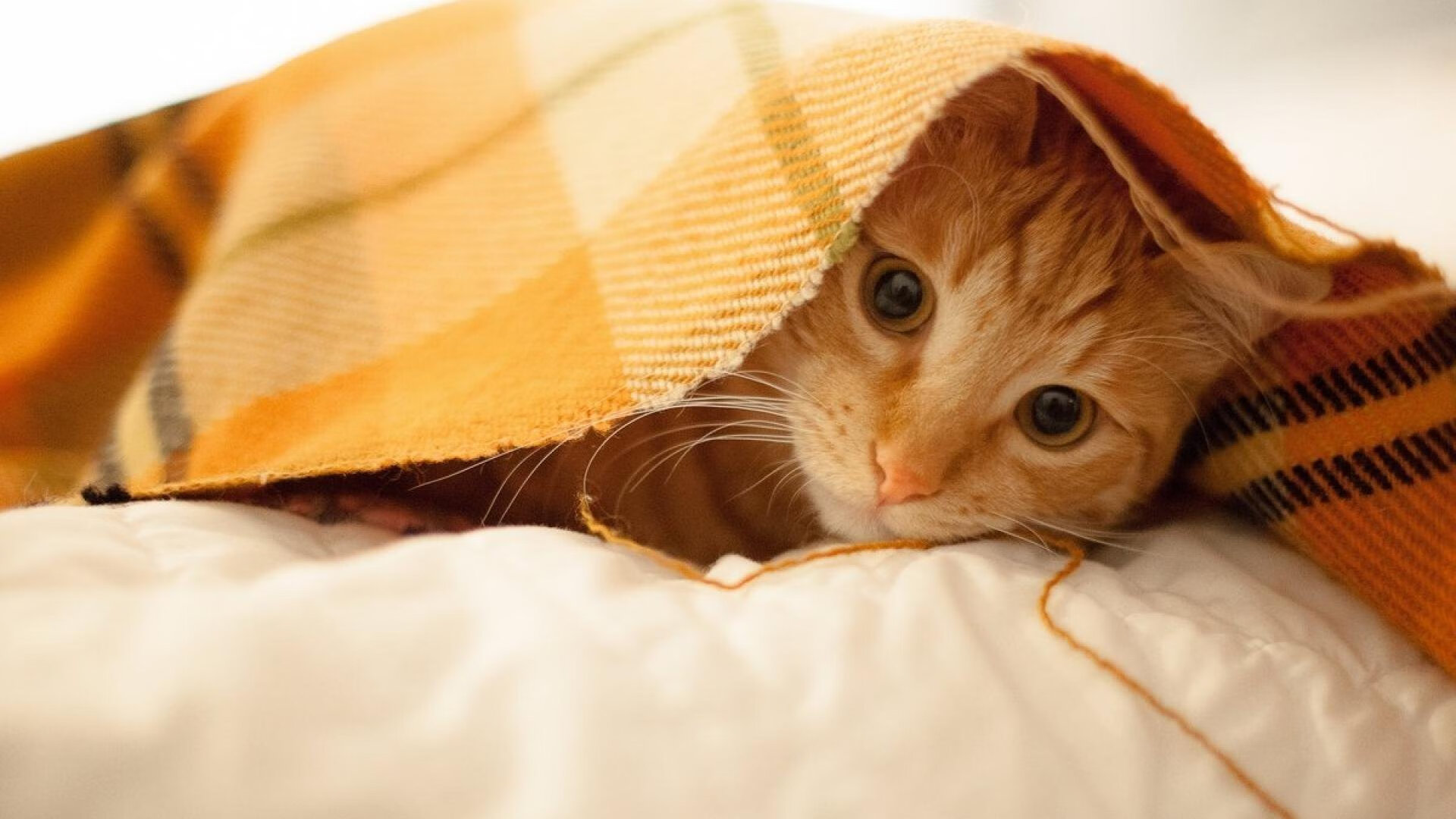 九游游戏在线玩-NBA赛季盖帽王数据解读,nba盖帽王次数排名